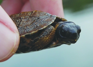 AQUA wood turtle